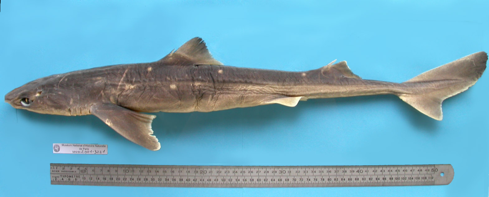 Squalus acanthias Linnaeus, 1758